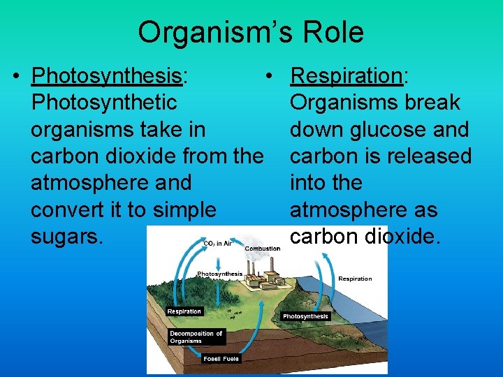 Organism’s Role • Photosynthesis: • Photosynthetic organisms take in carbon dioxide from the atmosphere