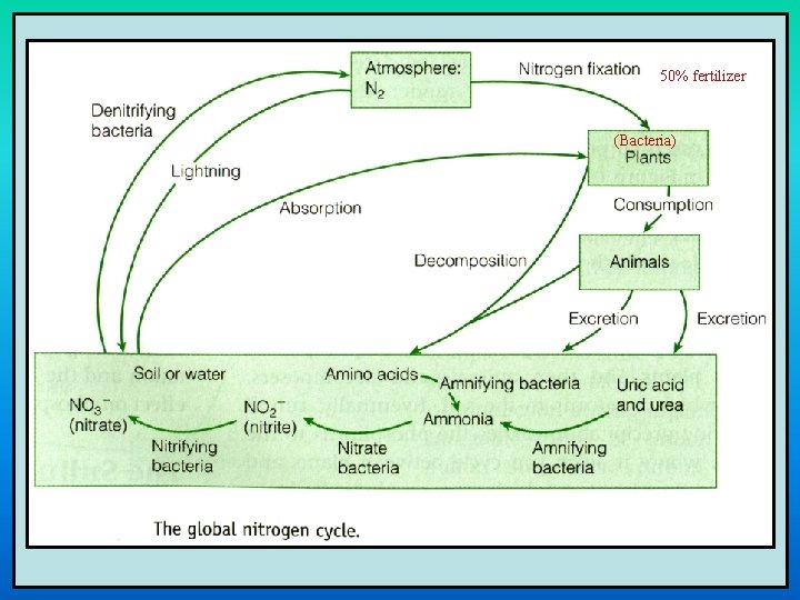 50% fertilizer (Bacteria) 