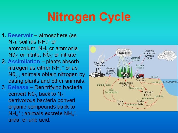 Nitrogen Cycle 1. Reservoir – atmosphere (as N 2); soil (as NH 4+ or