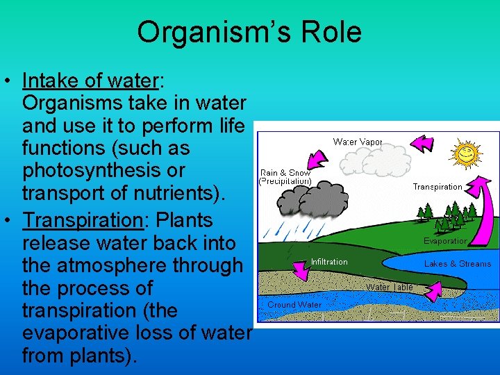 Organism’s Role • Intake of water: Organisms take in water and use it to