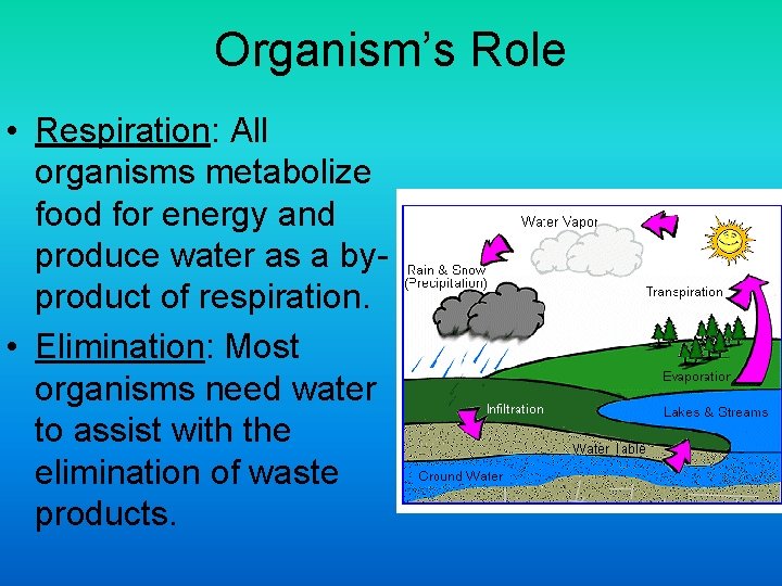 Organism’s Role • Respiration: All organisms metabolize food for energy and produce water as