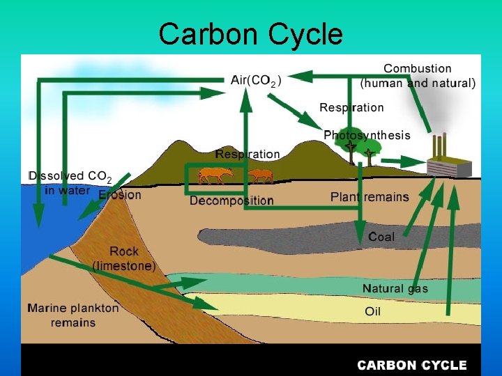 Carbon Cycle 