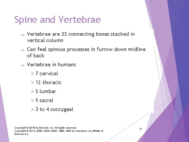 Spine and Vertebrae are 33 connecting bones stacked in vertical column Can feel spinous