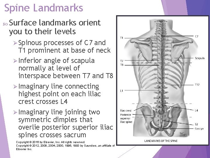 Spine Landmarks Surface landmarks orient you to their levels Ø Spinous processes of C