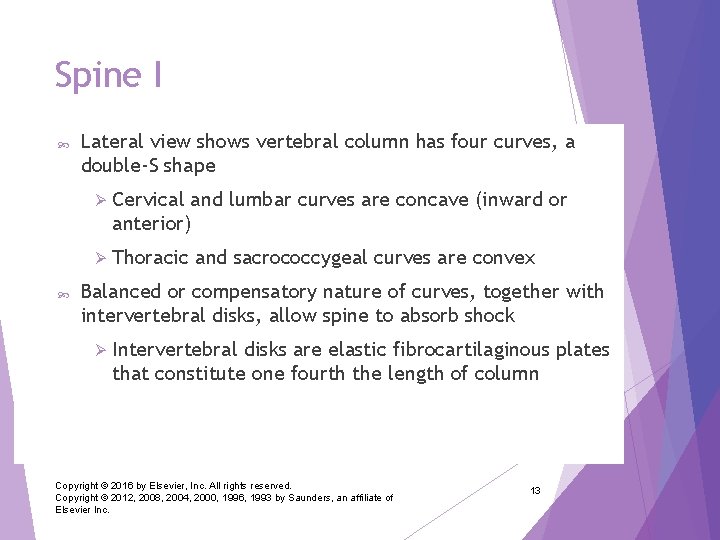 Spine I Lateral view shows vertebral column has four curves, a double-S shape Ø