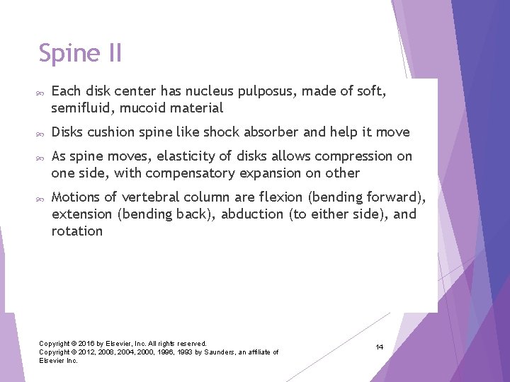 Spine II Each disk center has nucleus pulposus, made of soft, semifluid, mucoid material