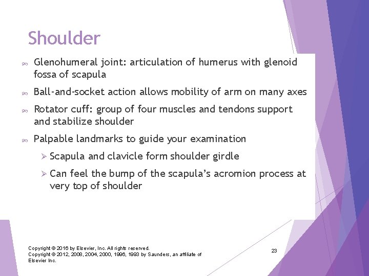 Shoulder Glenohumeral joint: articulation of humerus with glenoid fossa of scapula Ball-and-socket action allows