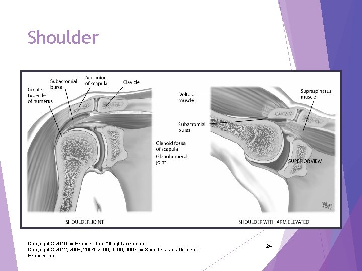 Shoulder Copyright © 2016 by Elsevier, Inc. All rights reserved. Copyright © 2012, 2008,