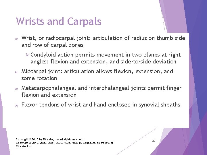 Wrists and Carpals Wrist, or radiocarpal joint: articulation of radius on thumb side and