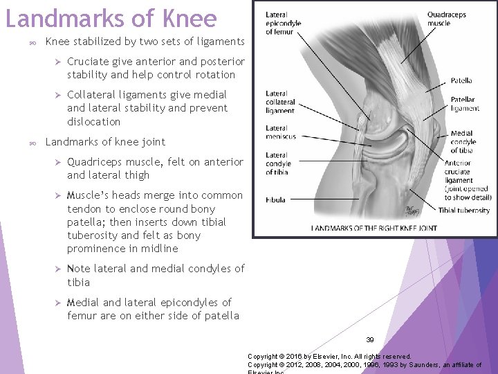 Landmarks of Knee stabilized by two sets of ligaments Ø Cruciate give anterior and