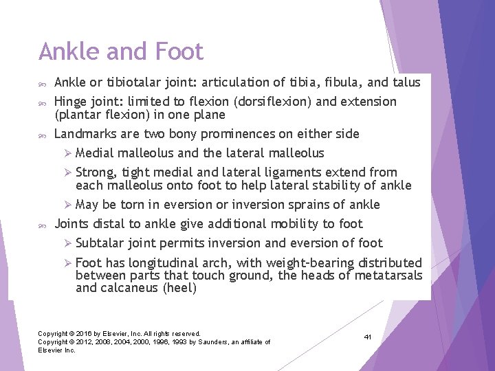 Ankle and Foot Ankle or tibiotalar joint: articulation of tibia, fibula, and talus Hinge