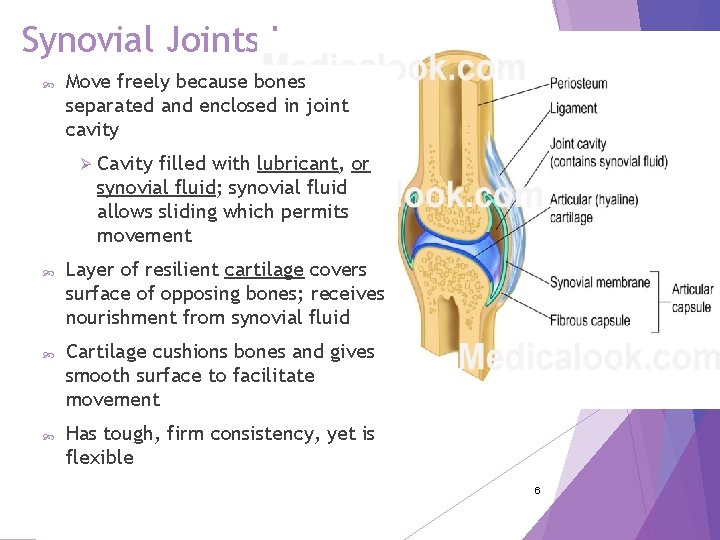 Synovial Joints I Move freely because bones separated and enclosed in joint cavity Ø