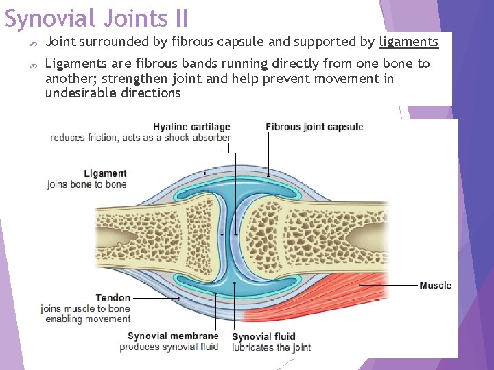 Synovial Joints II Joint surrounded by fibrous capsule and supported by ligaments Ligaments are