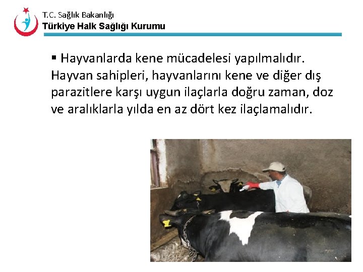 T. C. Sağlık Bakanlığı Türkiye Halk Sağlığı Kurumu § Hayvanlarda kene mücadelesi yapılmalıdır. Hayvan