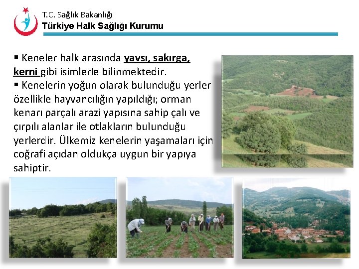 T. C. Sağlık Bakanlığı Türkiye Halk Sağlığı Kurumu § Keneler halk arasında yavsı, sakırga,