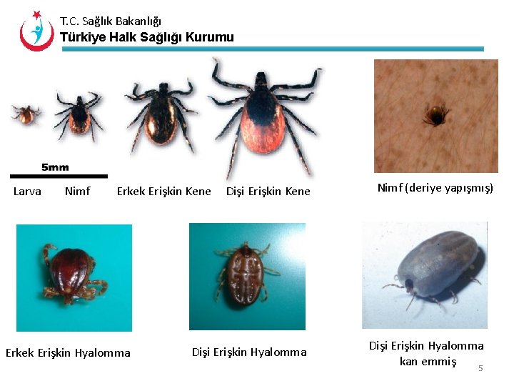 T. C. Sağlık Bakanlığı Türkiye Halk Sağlığı Kurumu Larva Nimf Erkek Erişkin Kene Erkek