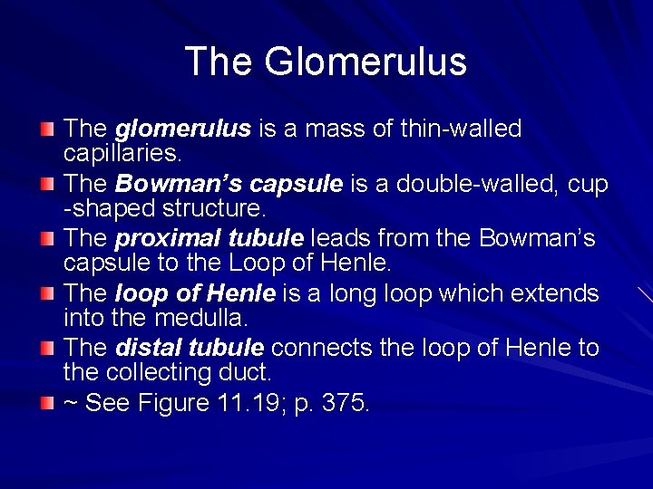 The Glomerulus The glomerulus is a mass of thin-walled capillaries. The Bowman’s capsule is