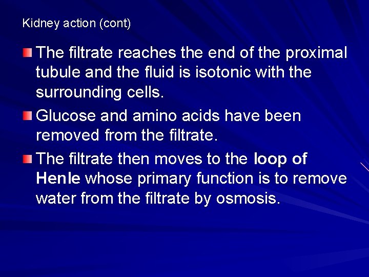 Kidney action (cont) The filtrate reaches the end of the proximal tubule and the