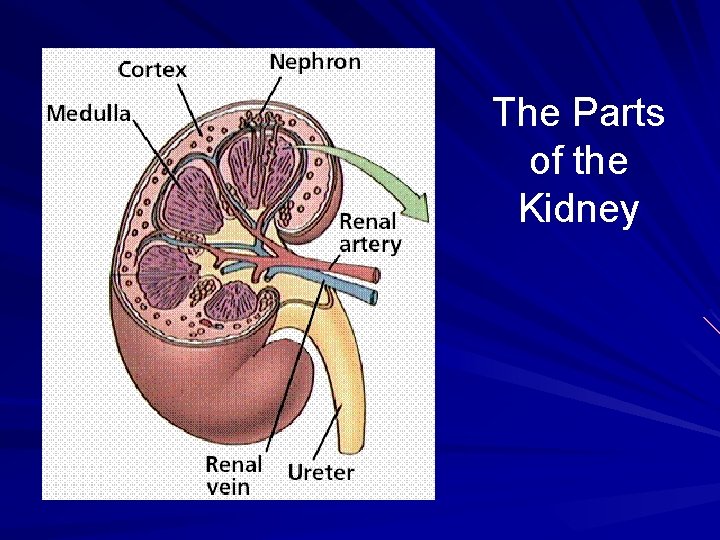 The Parts of the Kidney 