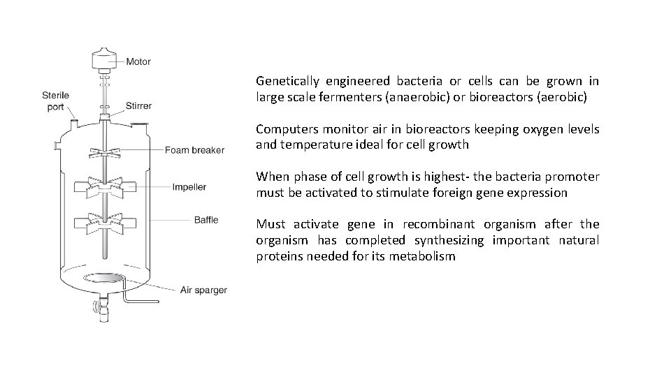 Genetically engineered bacteria or cells can be grown in large scale fermenters (anaerobic) or