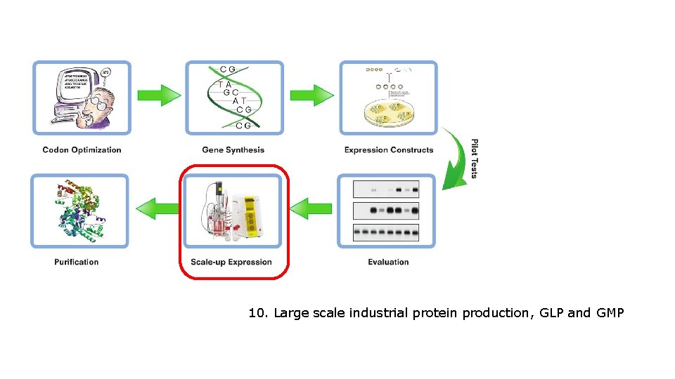 10. Large scale industrial protein production, GLP and GMP 