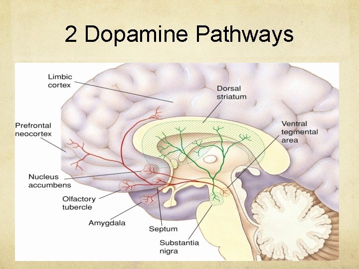2 Dopamine Pathways 
