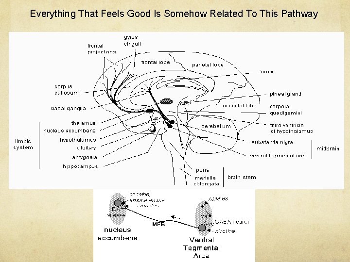 Everything That Feels Good Is Somehow Related To This Pathway 