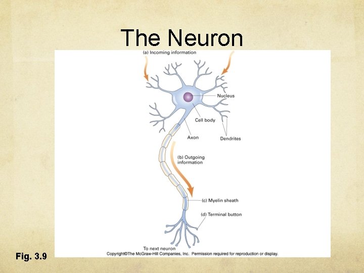 The Neuron Fig. 3. 9 