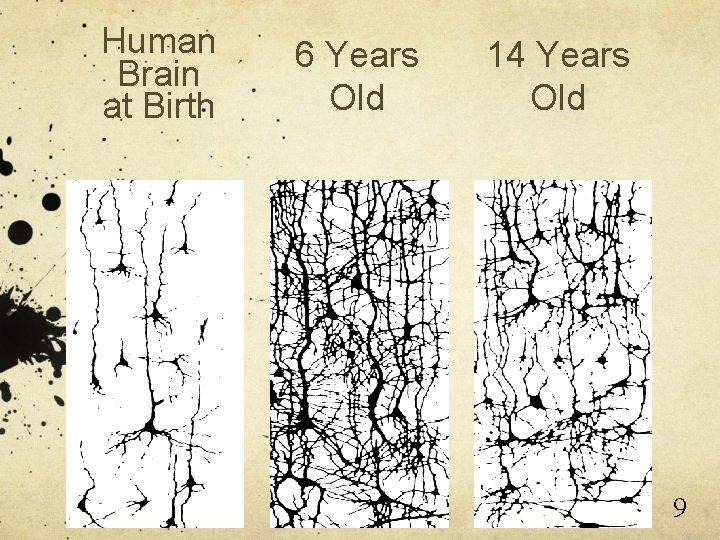 Human Brain at Birth 6 Years Old 14 Years Old 9 