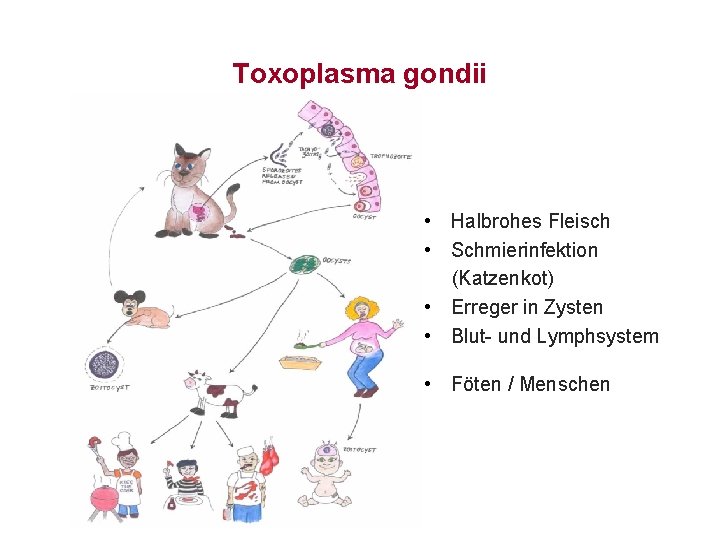 Toxoplasma gondii • Halbrohes Fleisch • Schmierinfektion (Katzenkot) • Erreger in Zysten • Blut-