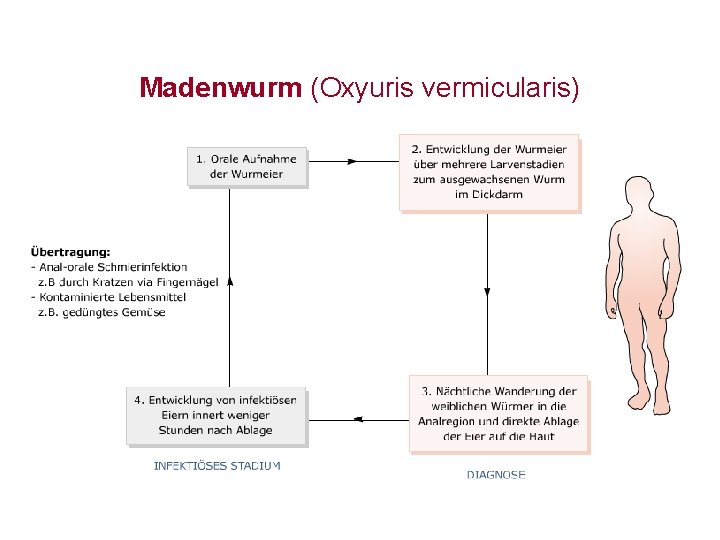 Madenwurm (Oxyuris vermicularis) 