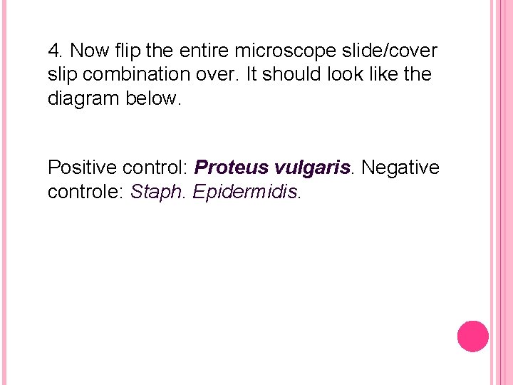 4. Now flip the entire microscope slide/cover slip combination over. It should look like