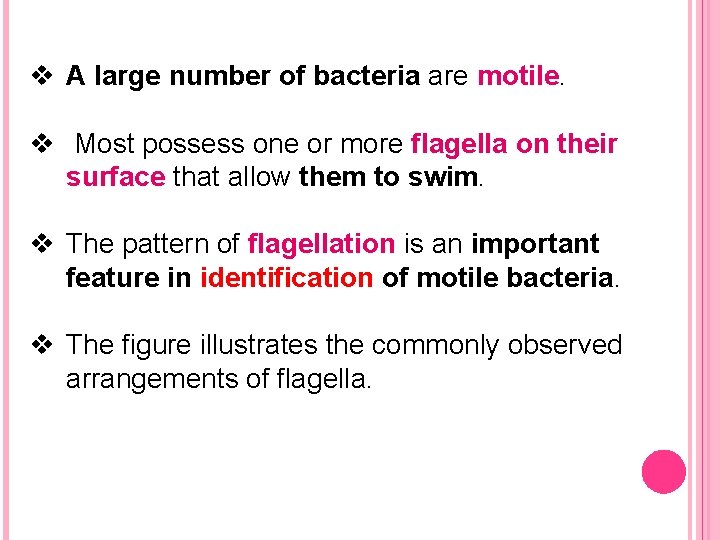 v A large number of bacteria are motile. v Most possess one or more