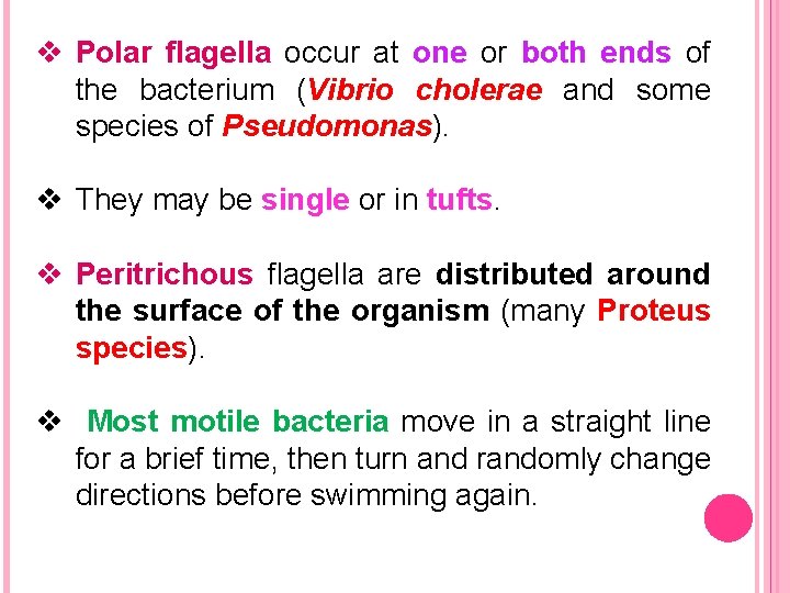 v Polar flagella occur at one or both ends of the bacterium (Vibrio cholerae