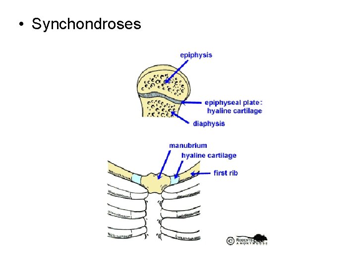  • Synchondroses 