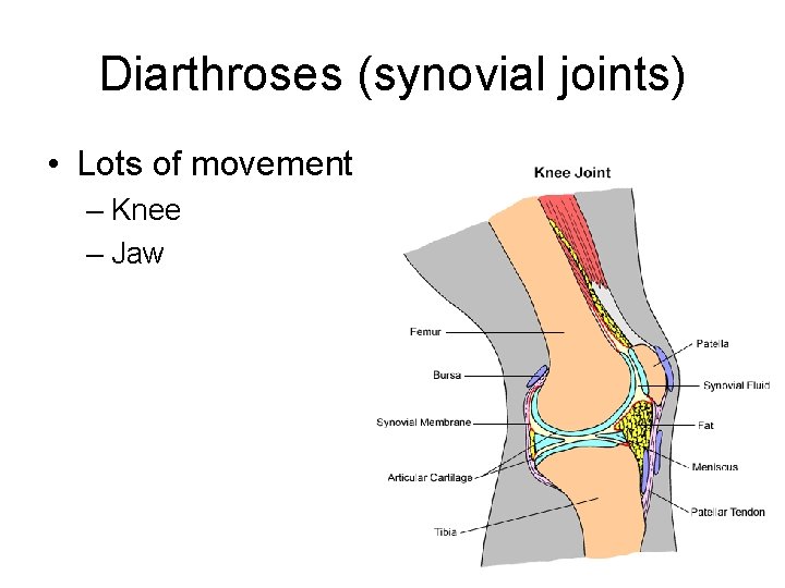 Diarthroses (synovial joints) • Lots of movement – Knee – Jaw 