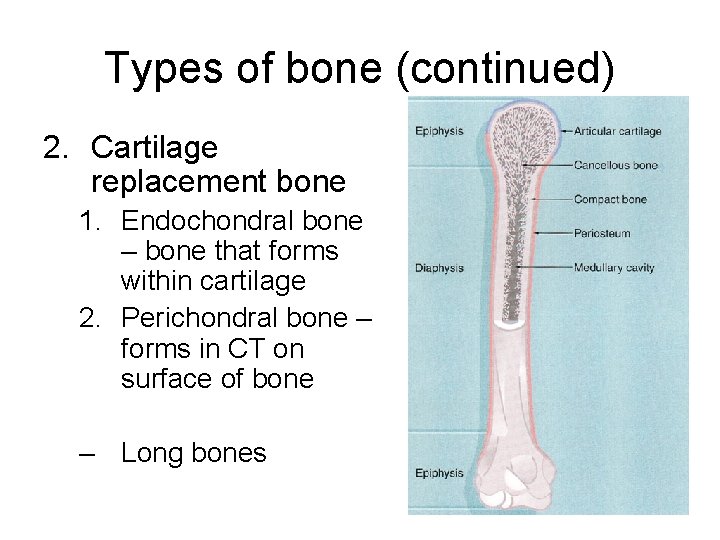 Types of bone (continued) 2. Cartilage replacement bone 1. Endochondral bone – bone that