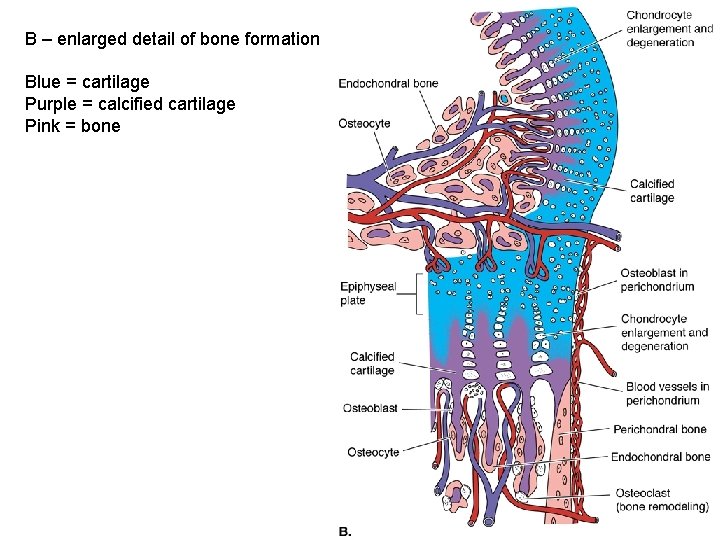 B – enlarged detail of bone formation Blue = cartilage Purple = calcified cartilage