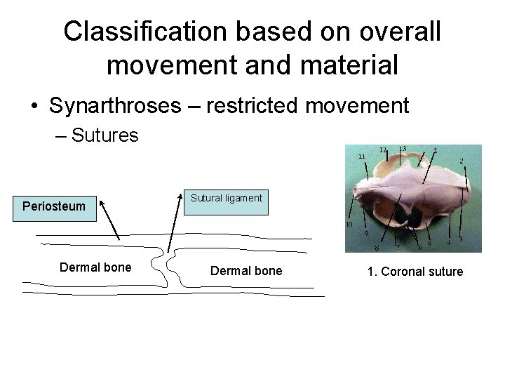 Classification based on overall movement and material • Synarthroses – restricted movement – Sutures