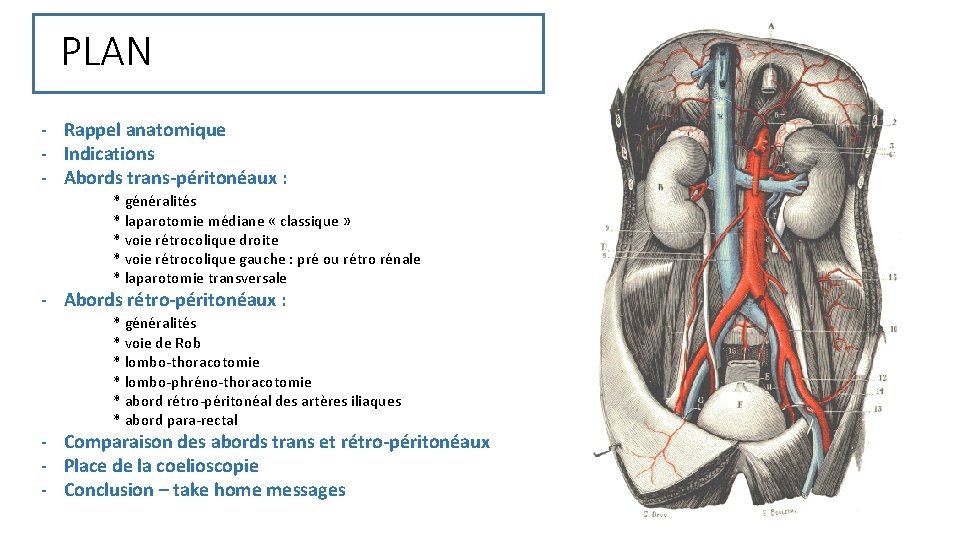 PLAN - Rappel anatomique - Indications - Abords trans-péritonéaux : * généralités * laparotomie