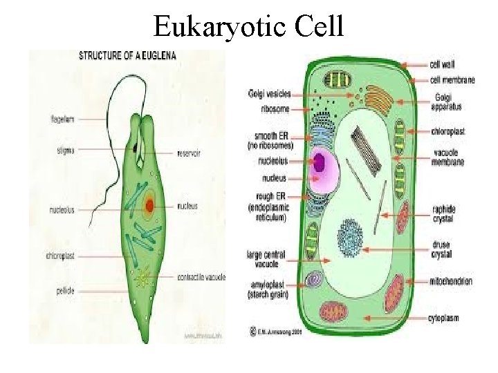 Eukaryotic Cell 