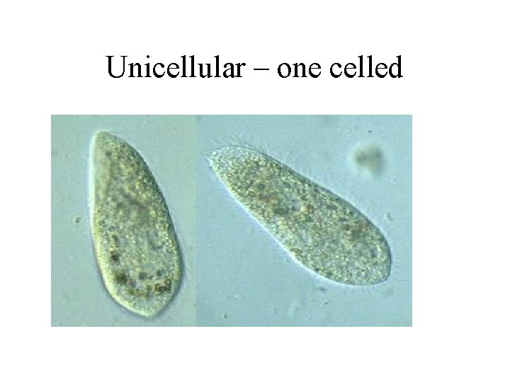 Unicellular – one celled 