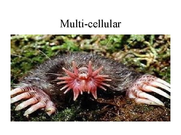 Multi-cellular 