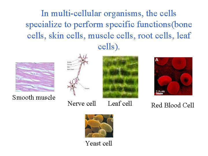In multi-cellular organisms, the cells specialize to perform specific functions(bone cells, skin cells, muscle