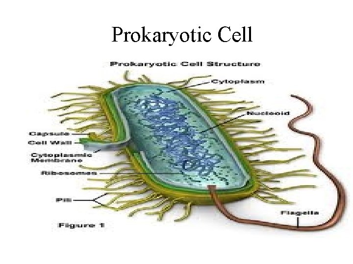 Prokaryotic Cell 