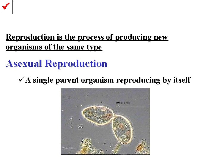  Reproduction is the process of producing new organisms of the same type Asexual