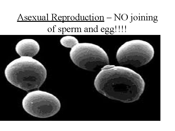 Asexual Reproduction – NO joining of sperm and egg!!!! 