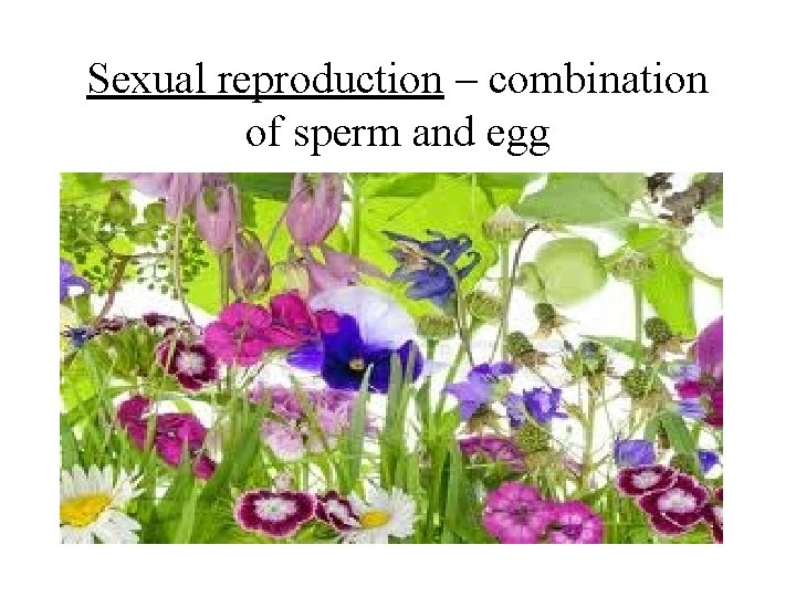 Sexual reproduction – combination of sperm and egg 