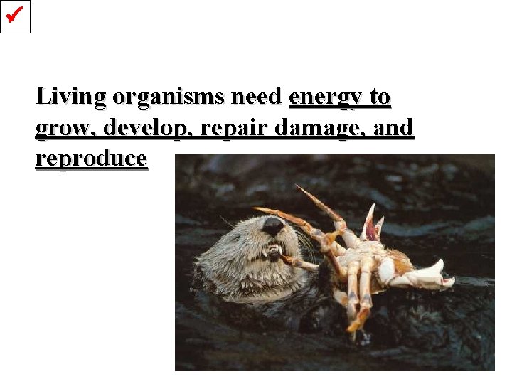  Living organisms need energy to grow, develop, repair damage, and reproduce 