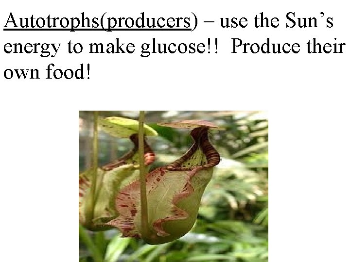 Autotrophs(producers) – use the Sun’s energy to make glucose!! Produce their own food! 